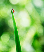 Ladybug on tip of leaf