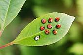 Ladybugs on leaf