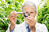 Scientist holding calliper in greenhouse