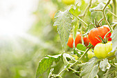 Close up of tomatoes, growing on vines