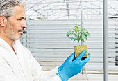 Botanist holding plant in greenhouse