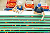 Workers examining tomatoes