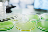 Cultures in petri dishes on counter