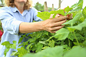 Hands of woman inspecting plants growing