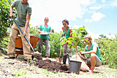 Four people planting tree