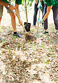 Environmentalist volunteers planting