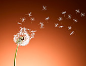 Dandelion seeds blowing