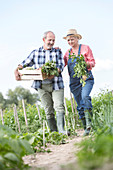 Senior couple harvesting vegetables