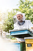 Beekeeper carrying removing beehive lid