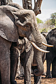 Mother and baby elephant, Botswana