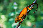 Chameleon on branch, Madagascar