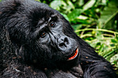 Gorilla, Uganda
