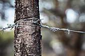 Barbed wire wrapped around tree trunk