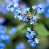 Blue forget-me-not flowers on branch