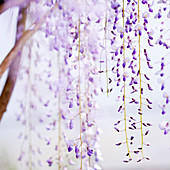 Close up hanging purple wisteria