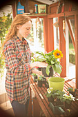 Woman gardening potting flowers in greenhouse
