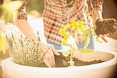 Woman potting plants and herbs in sunny flowerpot