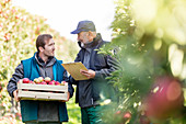 Male farmers with bushel of apples talking