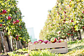 Crate of red apples in sunny orchard
