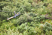 Portrait carefree man zip lining above trees