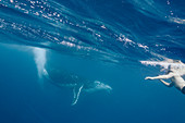 Man swimming near humpback whale