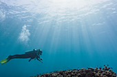 Woman scuba diving underwater