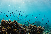 Tropic fish swimming among reef underwater
