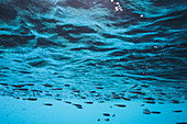 Fish swimming underwater below surface