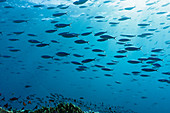 School of tropical fish swimming underwater