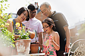 Family gardening, potting flowers