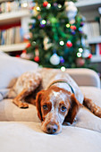 Portrait cute dog on sofa with Christmas tree