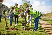 Volunteers planting trees in park