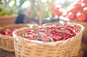 Fresh red chili peppers in basket