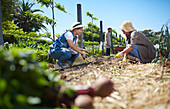 Women working in sunny vegetable garden