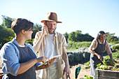 Workers with tablet working in sunny vegetable garden