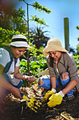 Young women gardening, planting in sunny vegetable garden