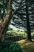 Trees and idyllic green landscape Kiama Australia