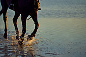 Horse running splashing in ocean surf