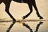 Horse hooves splashing in sunset ocean surf