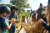 Girls feeding hay to horses at fence