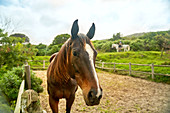 Portrait brown horse in rural paddock