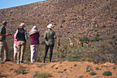 Group watching elephants in sunny grassland South Africa