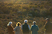Group watching elephants on sunny wildlife reserve