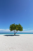 Single tree on tranquil remote ocean beach under blue sky