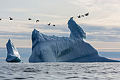 Birds flying over icebergs on Atlantic Ocean Greenland