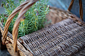 Close up lavender plant in rustic picnic basket