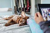 Dog sleeping on bed next to woman using digital tablet