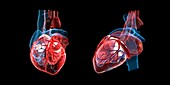 Human heart anatomy, illustration