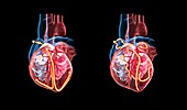 Human heart and its electrical system, illustration
