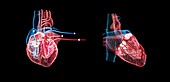 Human heart and its circulatory system, illustration